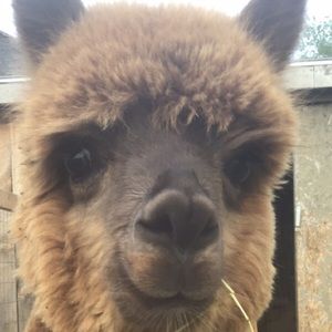 Meet your Posher, Hadley